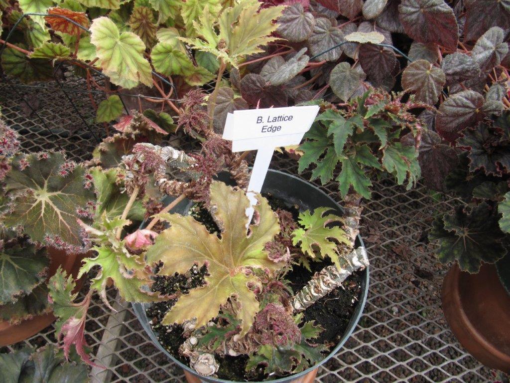 B. ‘Lattice Edge’